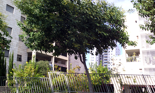 ניהול דירות מושכרות בראשל"צ - ראשון לציון